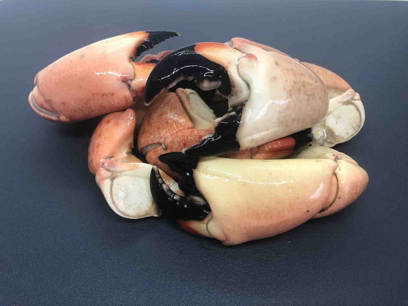 Stone Crab Claws- Medium(6-7 claws)