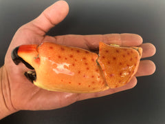 Stone Crab Claws- Jumbo(2-3 claws)