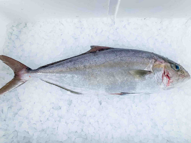 Almaco / Banded Rudderfish / Lesser Amberjack