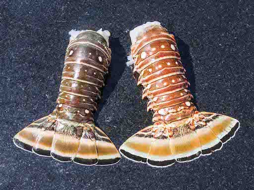 Large Spiny Lobster Tail (7-9oz)