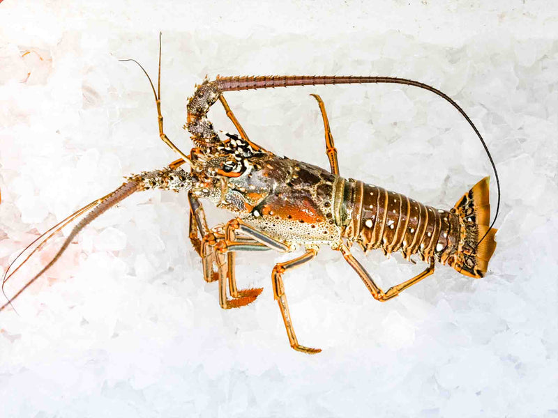 Whole Live Spiny Lobster