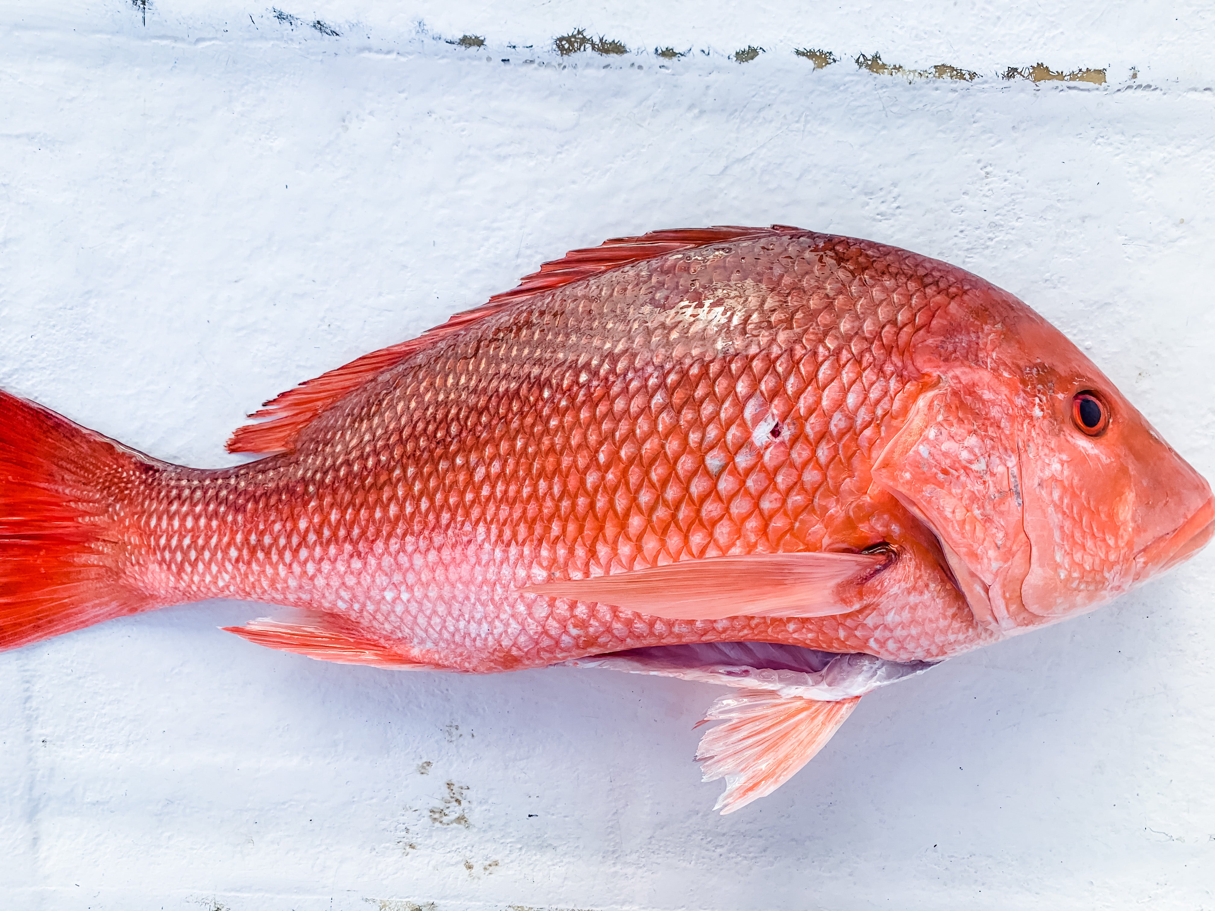 Red Snapper  Finn-Atic Fish Co.